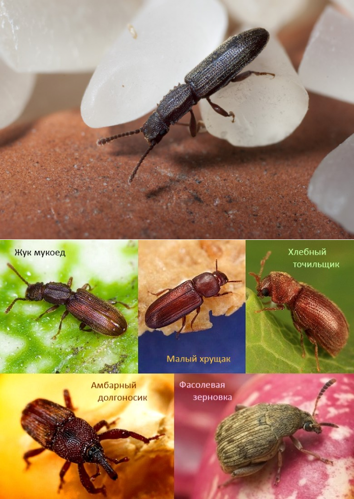 Какие насекомые заводятся в крупах фото и названия