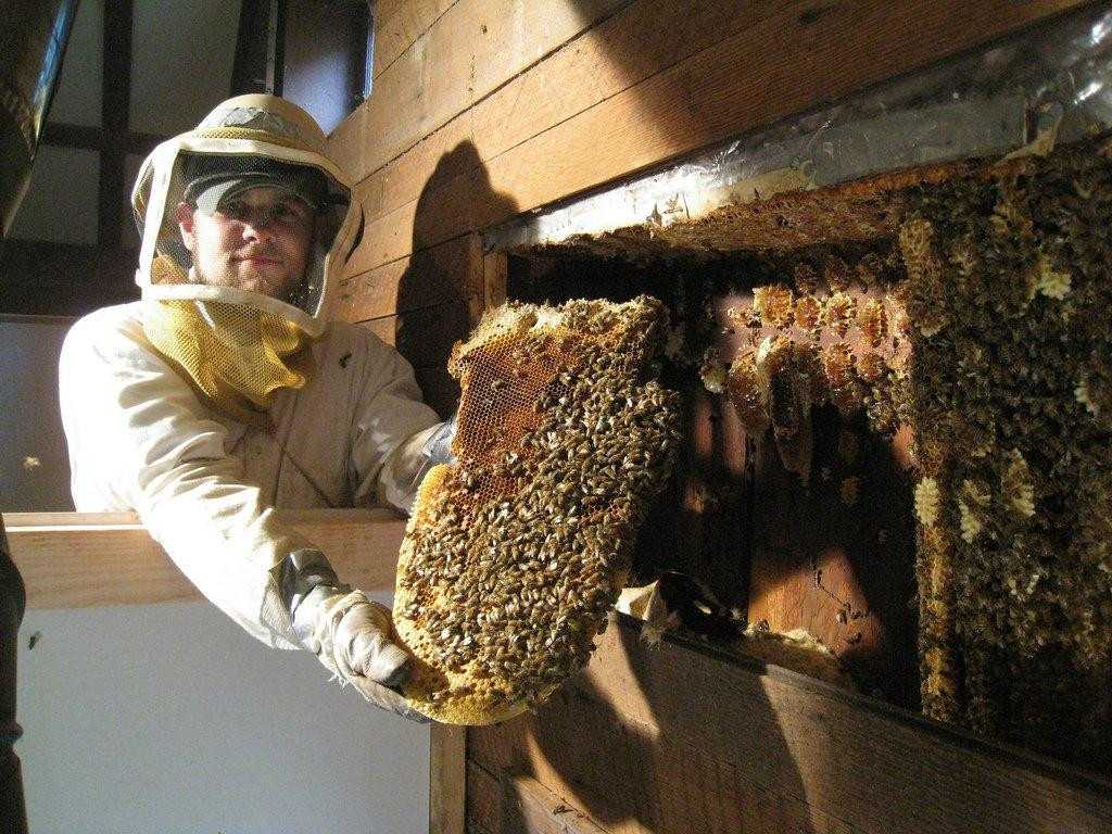 Как избавиться от пчел на даче: отпугнуть от своего участка, как выводить пчел с огорода, дома, сарая