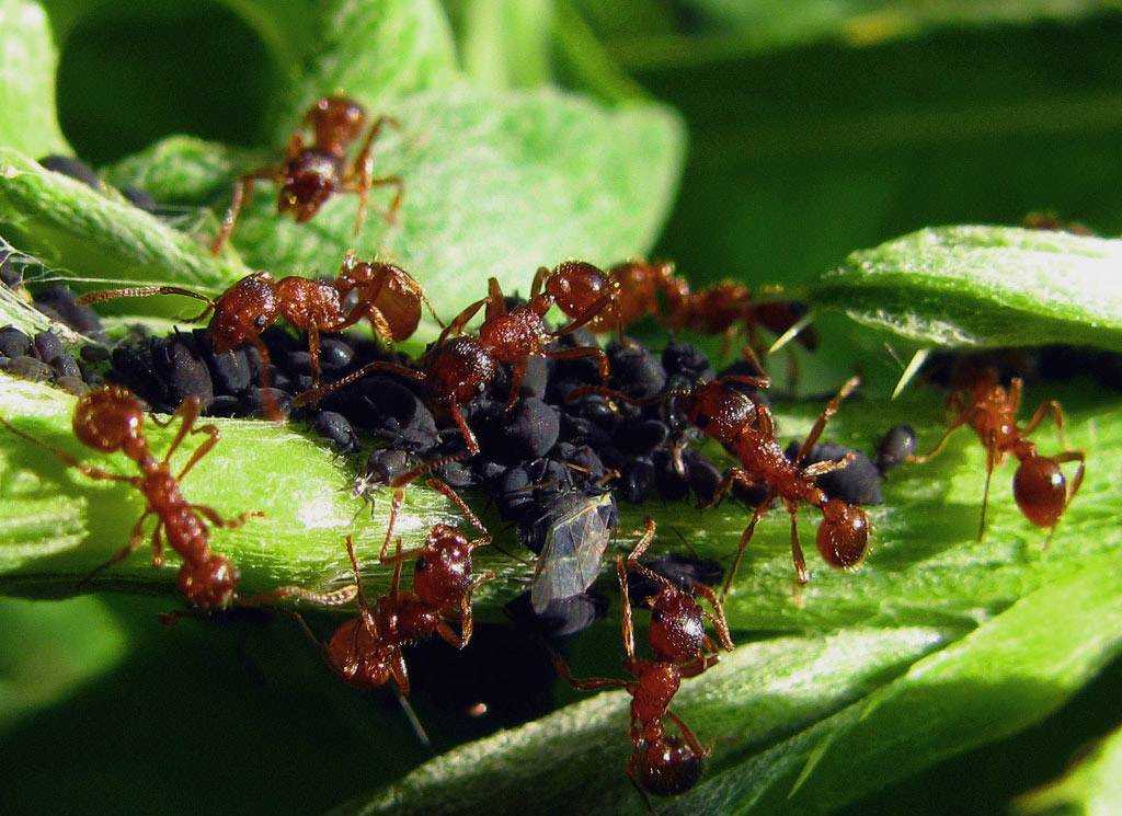 Тля рыжий муравей тип биотических отношений. Муравей и тля симбиоз. Муравьи пасут тлю. Симбиоз тли и муравьев. Муравьиная тля.