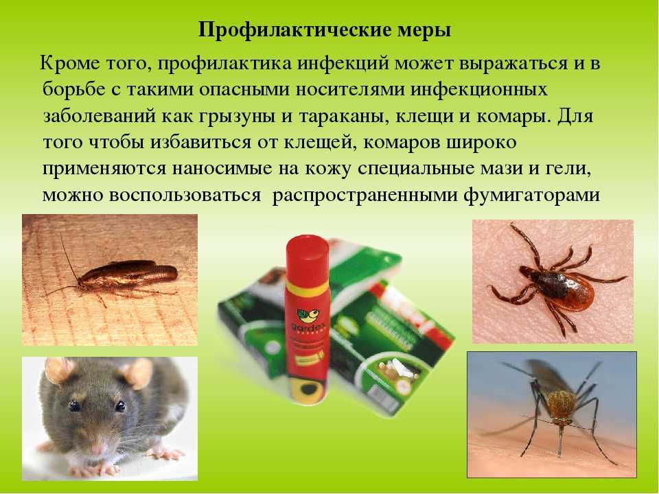 Какие заболевания переносят тараканы?