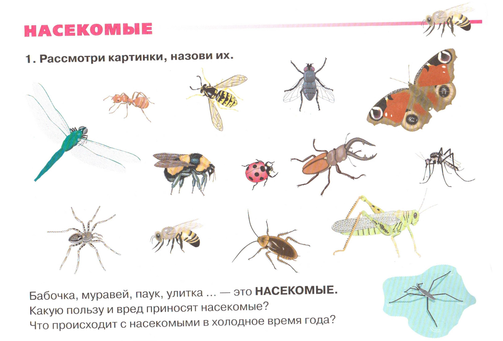 Рассмотрите рисунок с изображением одомашненного насекомого как называют это насекомое какую пользу