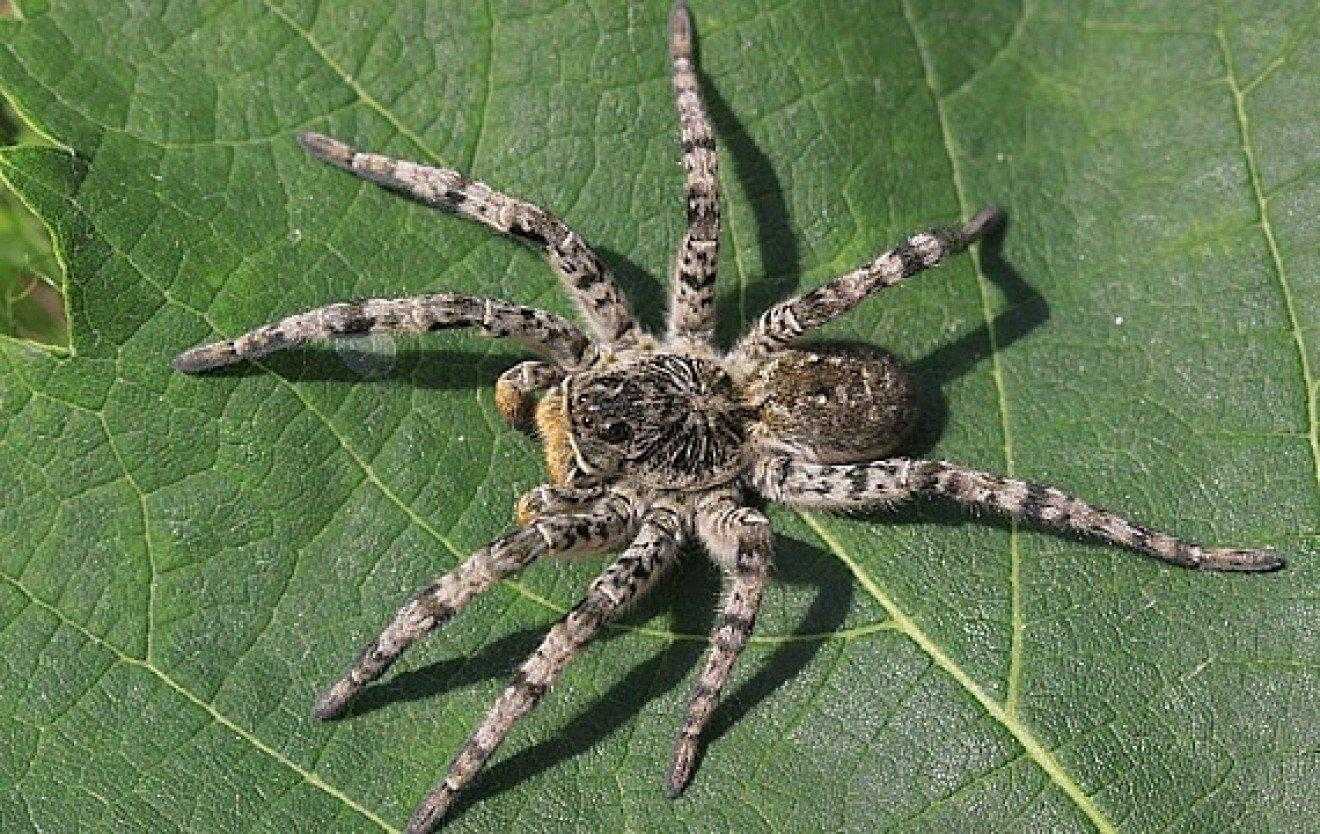 Топ 8: самые ядовитые и опасные пауки россии - названия, фото и описание
