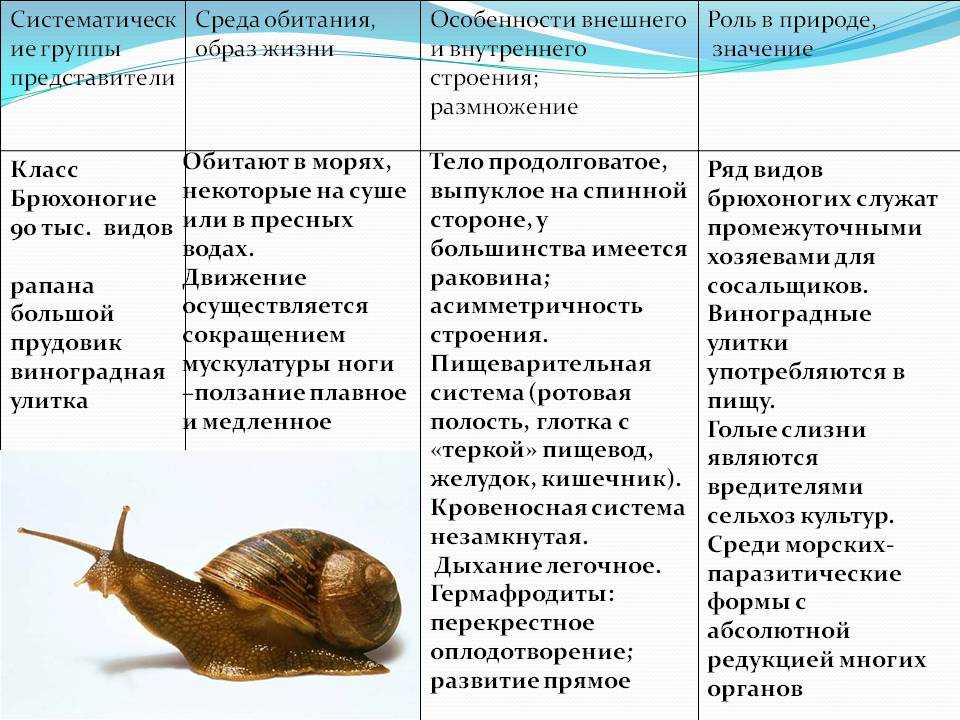 Сравните изображения личинок морского брюхоногого моллюска и морского многощетинкового червя