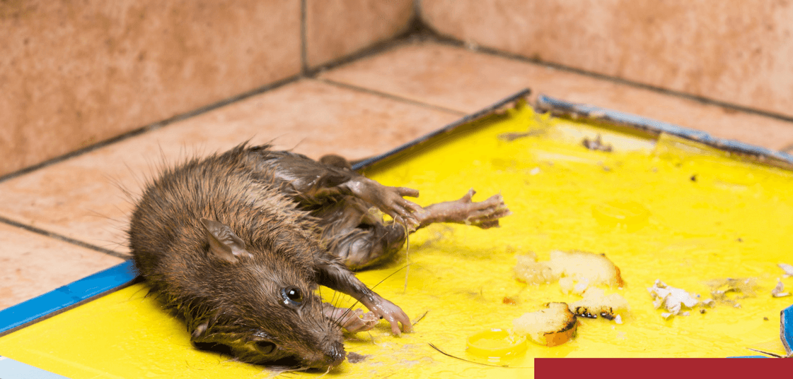 Клей от мышей и крыс: помогают ли клеевые ловушки своими руками?