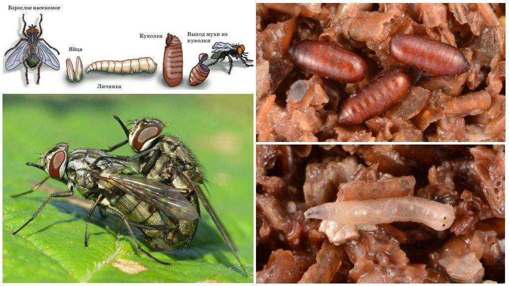 Самые красивые мухи в мире: описание и фото