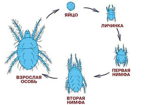 Стадия развития клеща в картинках