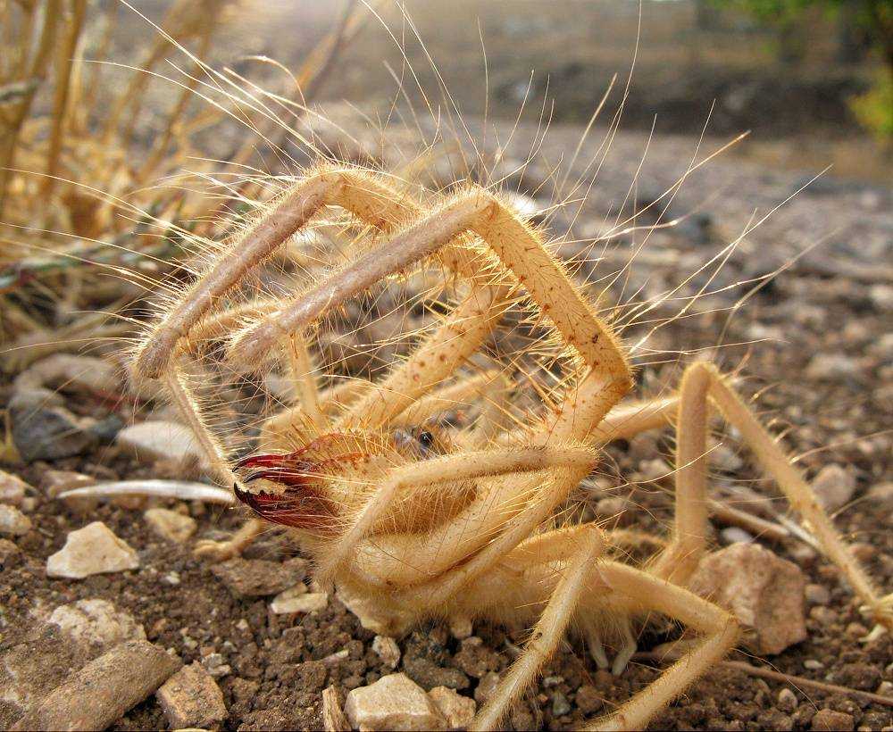 Паук фаланга ядовитый или нет. как выглядит и где обитает паук фаланга – особенности строения и разновидности. описание и размеры сольпуг