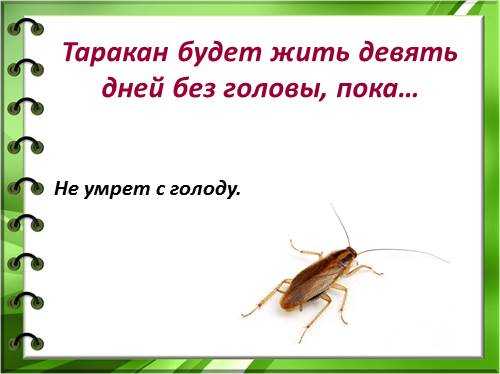 Таракан живет без воды. Таракан может жить без головы. Таракан обычный. Тараканы живут без головы.