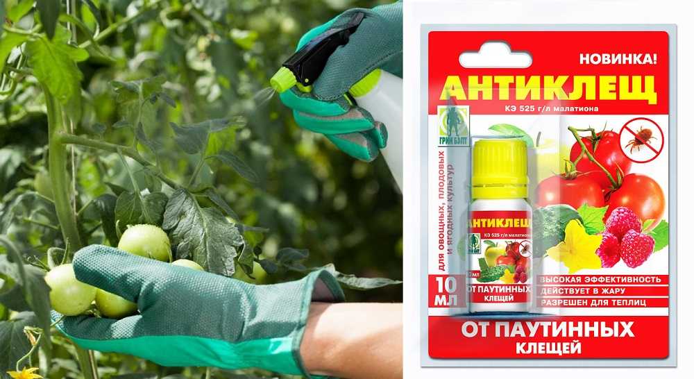 Паутинный клещ на огурцах в теплице (3 эффективных способа)