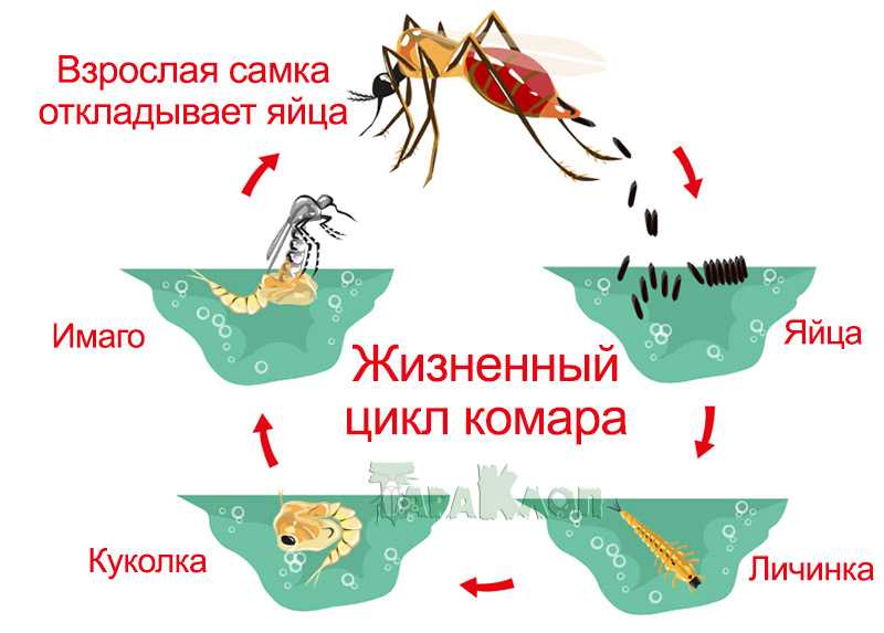 Сколько живут комары и что влияет на длительность их жизни. как размножаются комары: в квартире и на улице