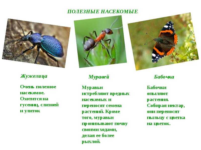 Насекомые крыма презентация