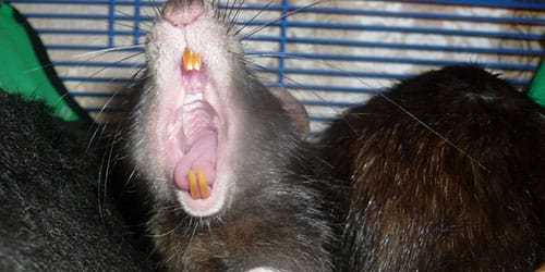 Инфекционные и паразитарные заболевания домашних крыс, опасность для человека