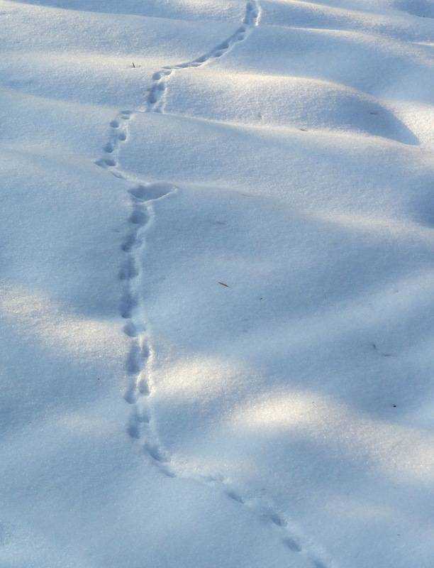 Какие животные не оставляют следов на снегу. следы животных на снегу - фото с названиями