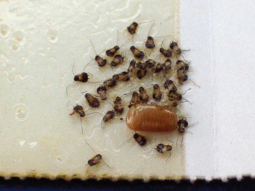 Размножение тараканов: спаривание, личинки, имаго, способы предотвращения размножения