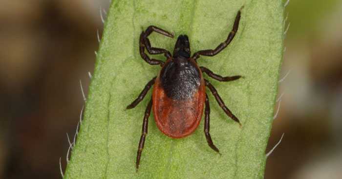 Клещи-краснотелки – кровососущие паразиты, фото, описание, есть ли польза от насекомого или больше вреда? как избавиться от красной напасти?