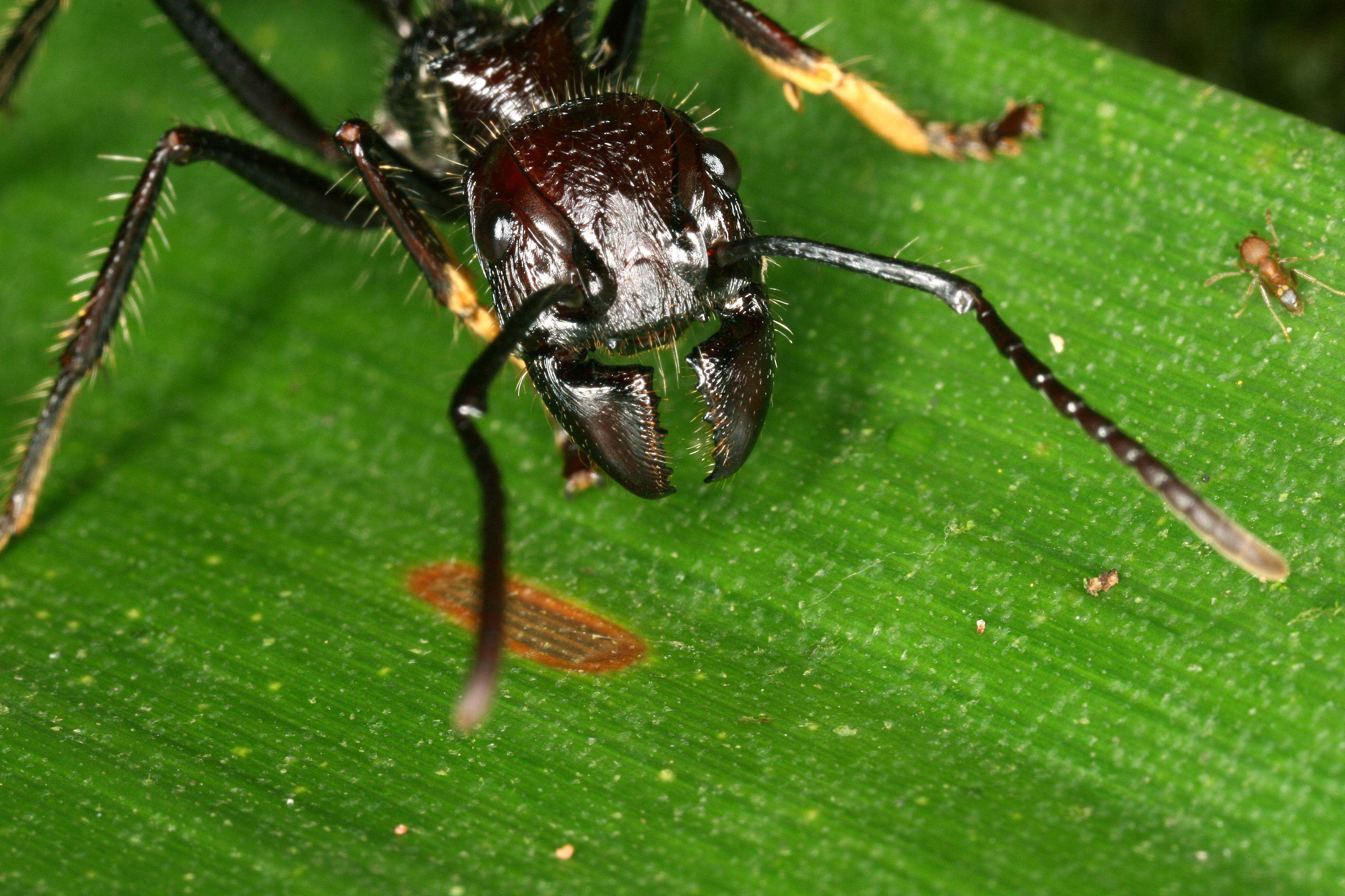 Муравьи-убийцы: фото и последствия муравьиных нападений