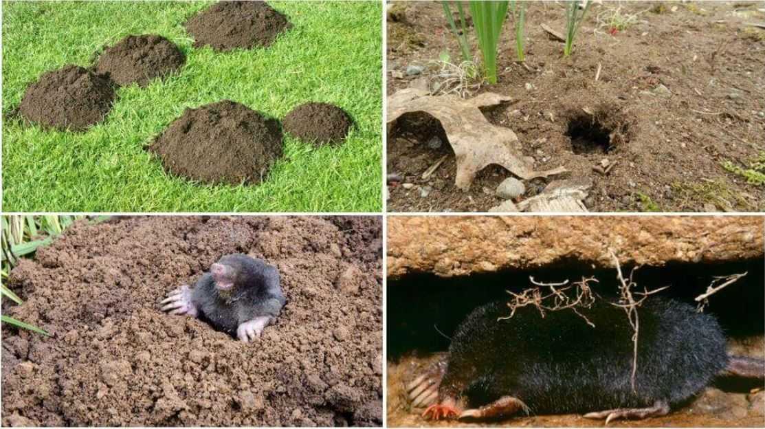 Как избавиться от земляных крыс на огороде, дачном участке, в сарае