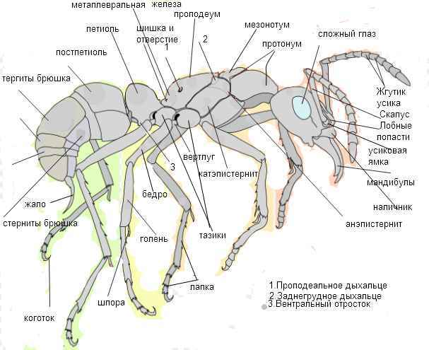 Как устроен муравейник или муравьиная колония, жизнь муравьев