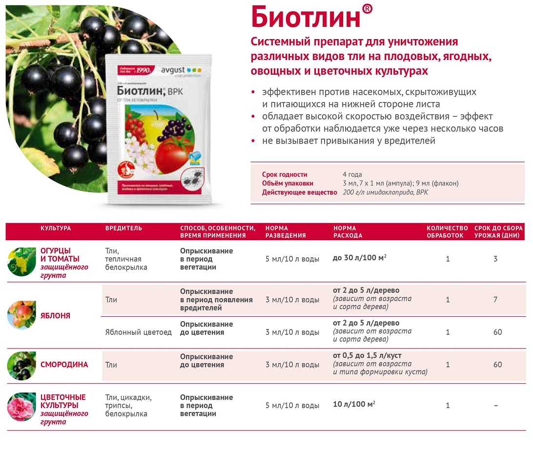 Топ-3 способа как навсегда избавиться от тли