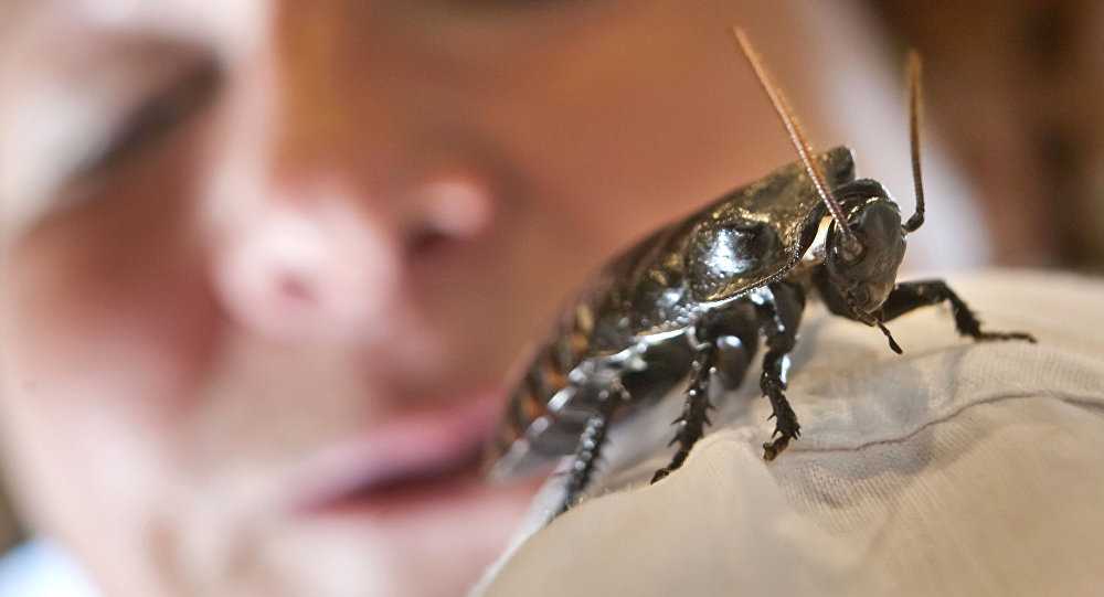 Кусаются ли домашние тараканы?