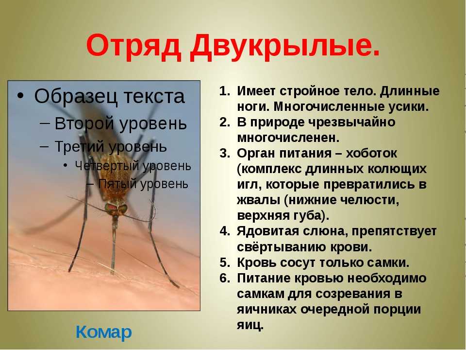 Сколько живут комары обыкновенные. Тип конечностей у комара. Отряд Двукрылые комары. Конечности двукрылых. Тип конечностей у двукрылых.