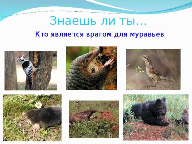 Животное муравьед анатомия, питание, размножение