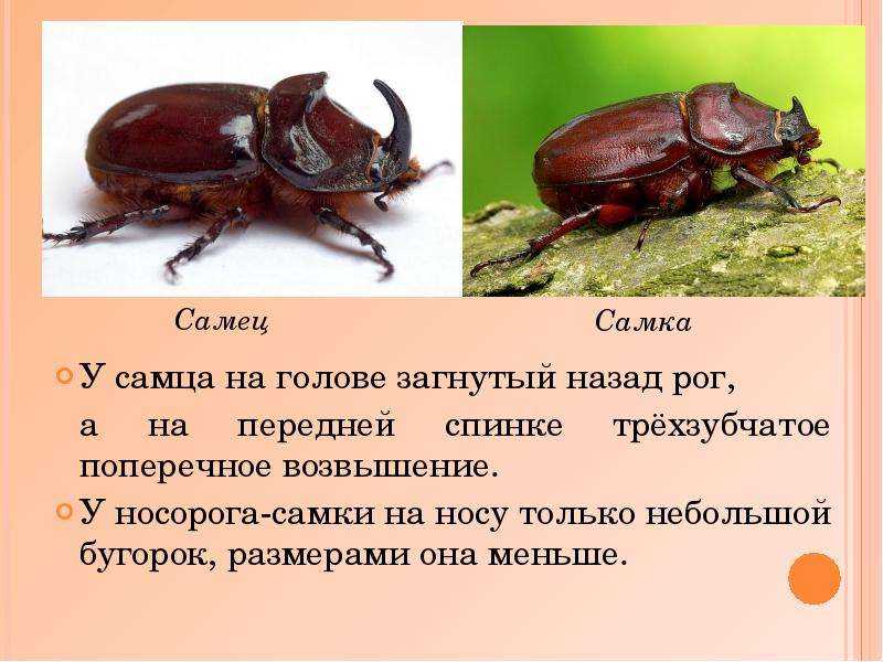 Жук-носорог: фото, виды, внешний вид, образ жизни и ареал обитания