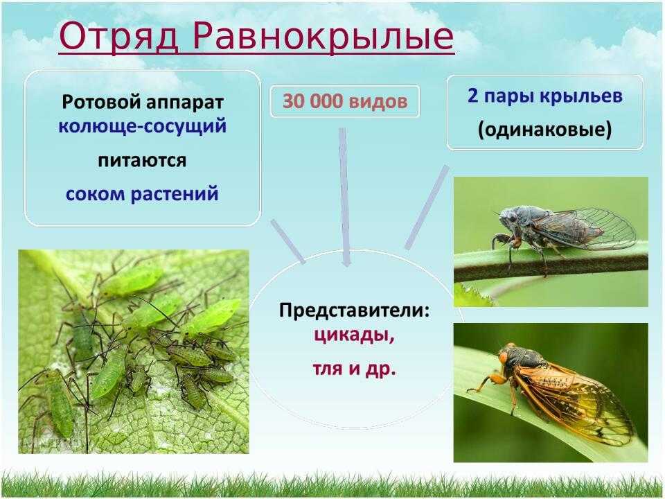 Цикады среда обитания карта