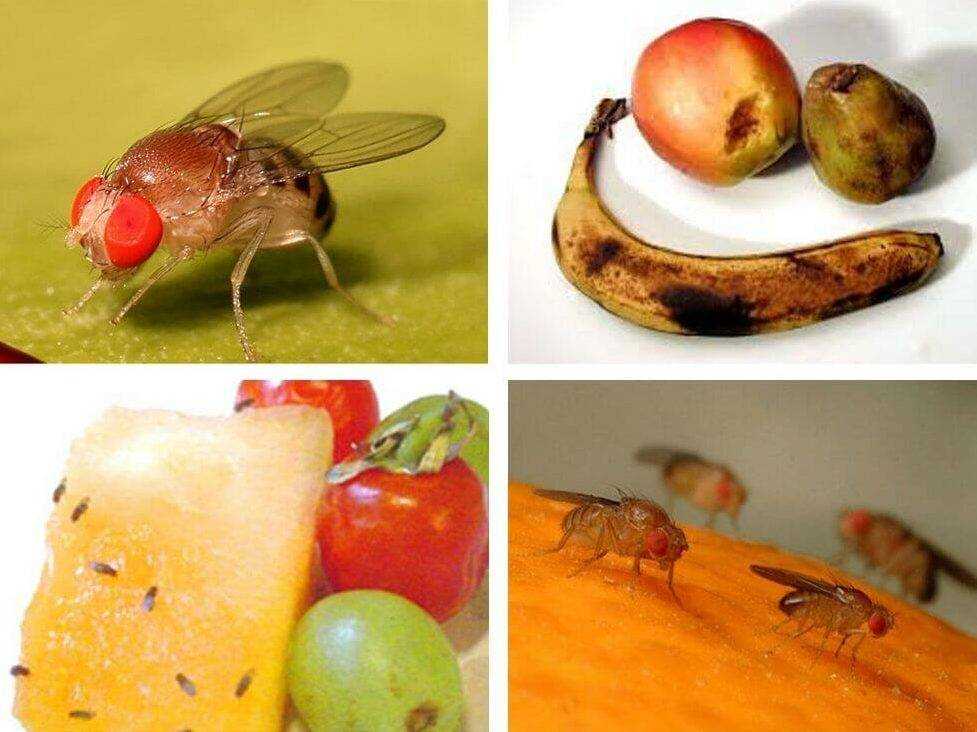 Откуда берутся плодовые мушки и как от них избавиться? плодовая муха дрозофила. фото — ботаничка