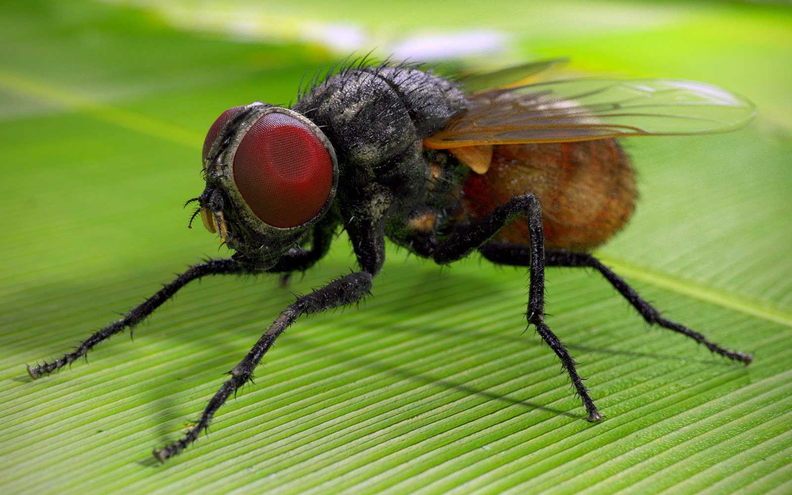 Какими бывают мухи: обзор назойливых насекомых от цеце до журчалки