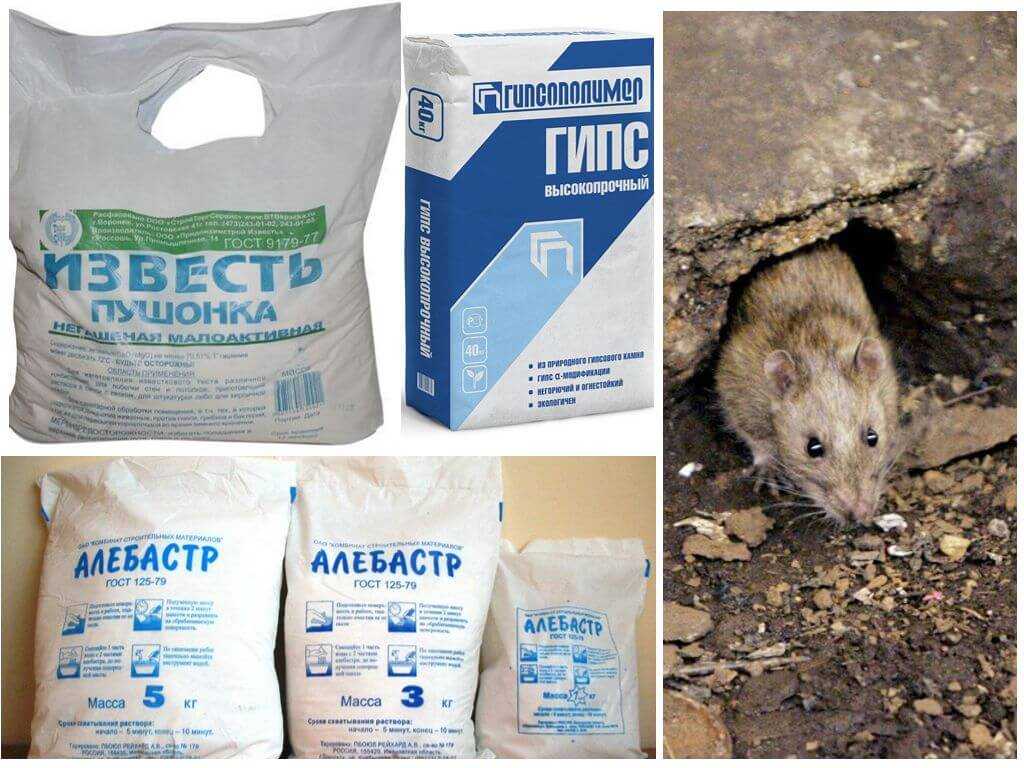 Как бороться с водяными (земляными) крысами на огороде: чем избавиться, народные средства