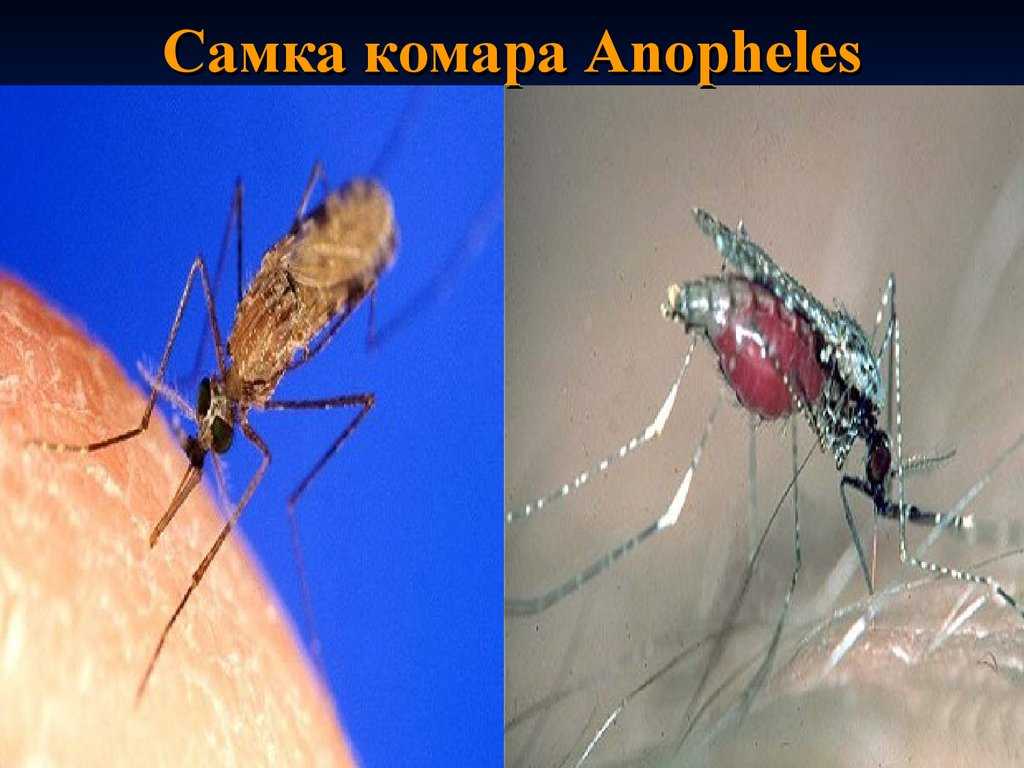 Доклад про комара 2, 3, 5, 7 класс сообщение