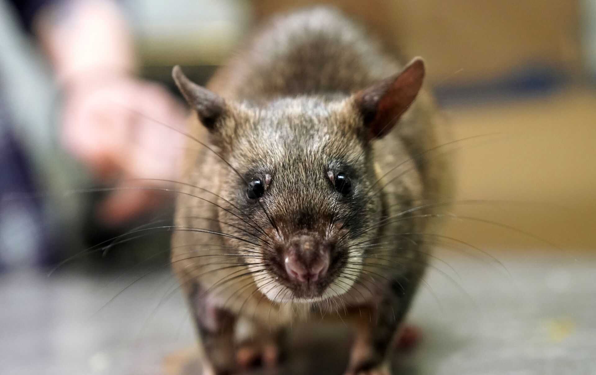 Разведение крыс в домашних условиях