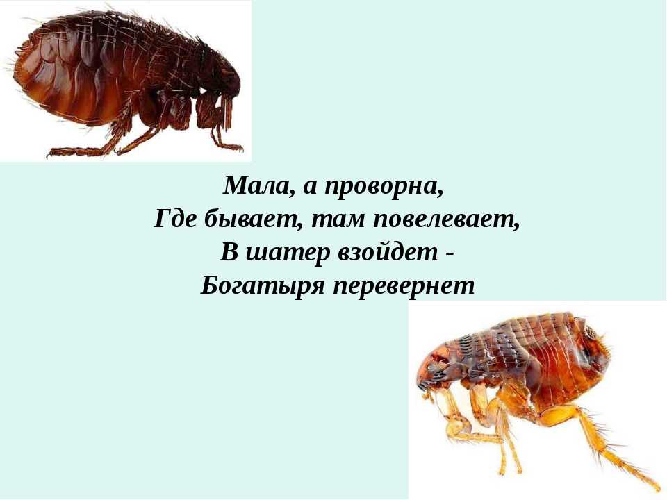 Чем отличаются земляные блохи от кошачьих фото