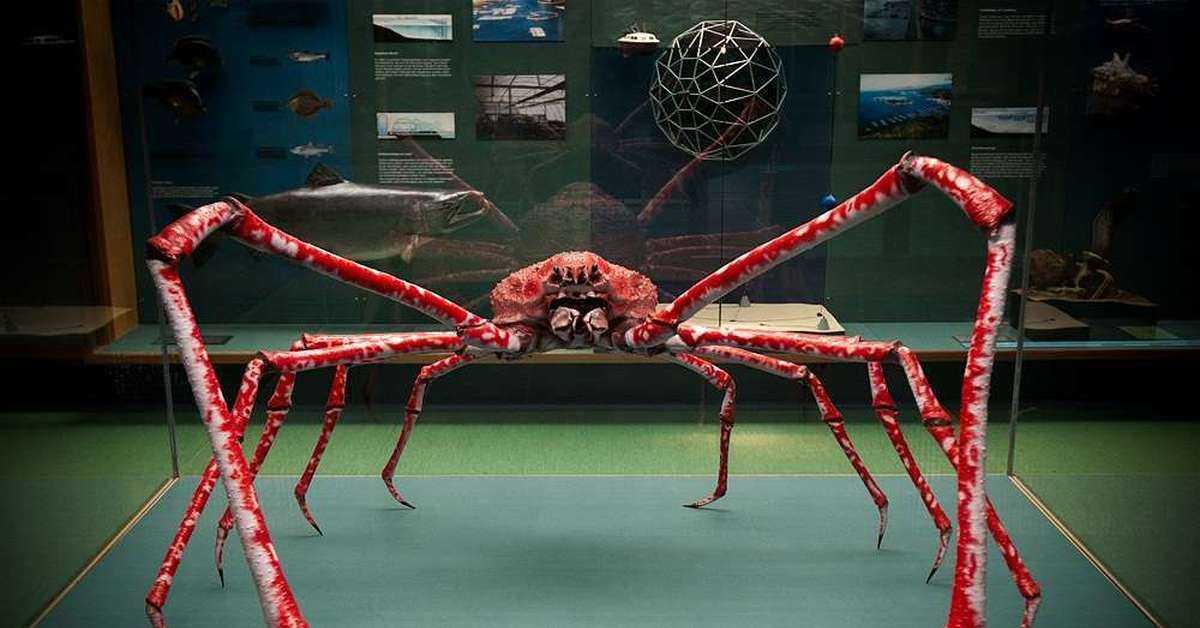 Удивительные пауки австралии: самые опасные и большие (+ фото)