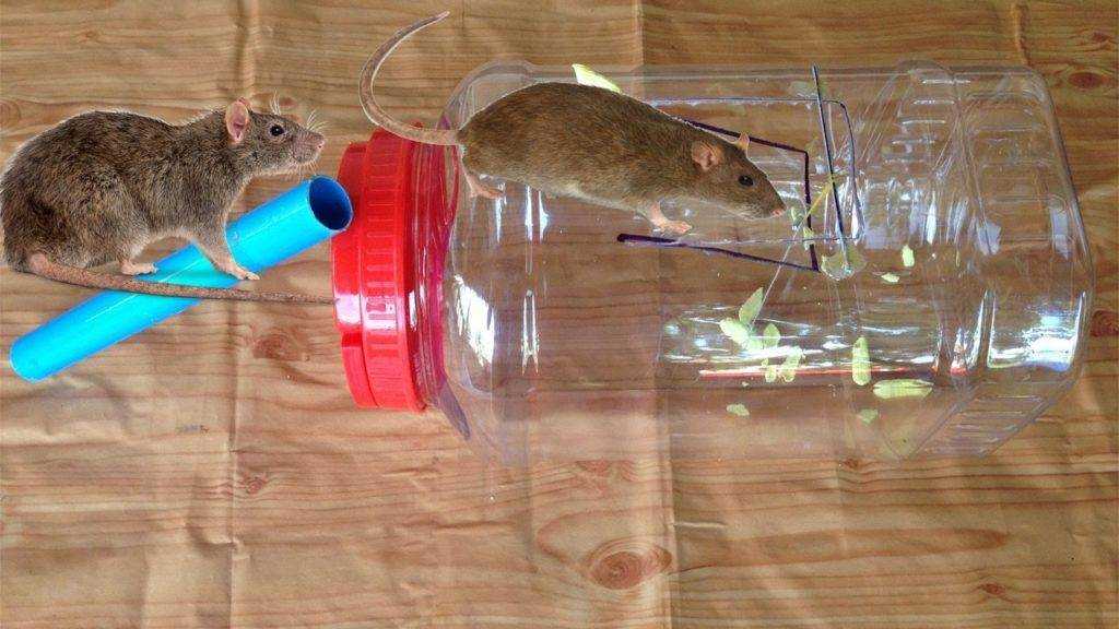Выбираем приманку для мышей – обзор самых привлекательных угощений для грызунов | дезинфекция, дезинсекция, дератизация - информационный портал