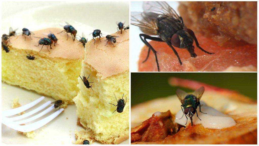 Как размножаются мухи: стадии развития, особенности видов