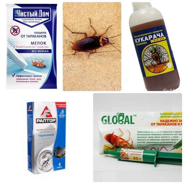 Как вывести тараканов в квартире навсегда – химические и народные средства