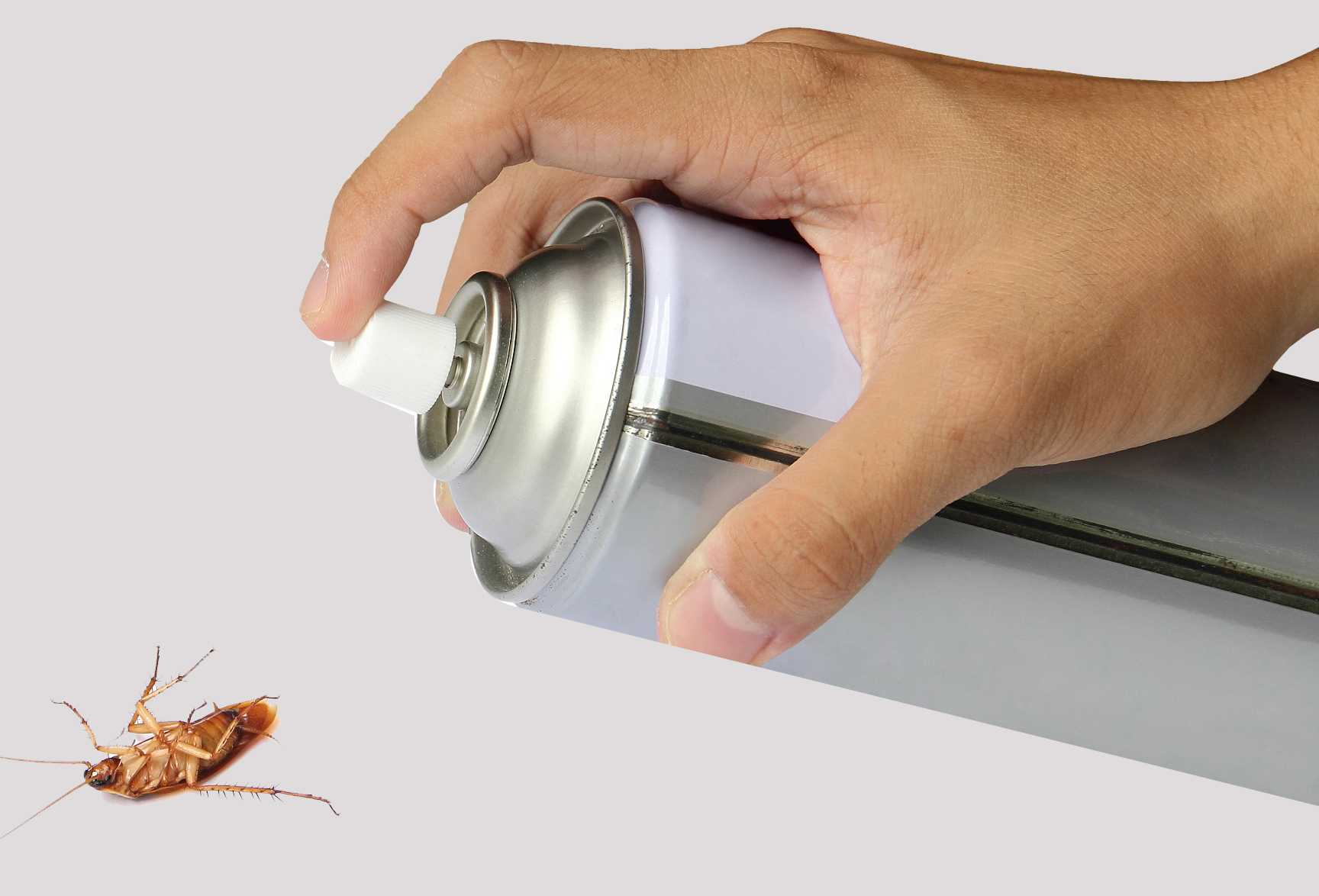 Чем можно эффективно избавится от тараканов в квартире: как тараканы проникают в жилище, лучшие средства для уничтожения прусаков в квартире