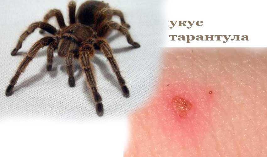 Паук сак жёлтый: фото и осписание жёлтосумный колющий паук