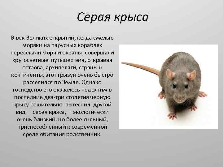 Интересные факты о декоративных крысах. интересные факты о крысах