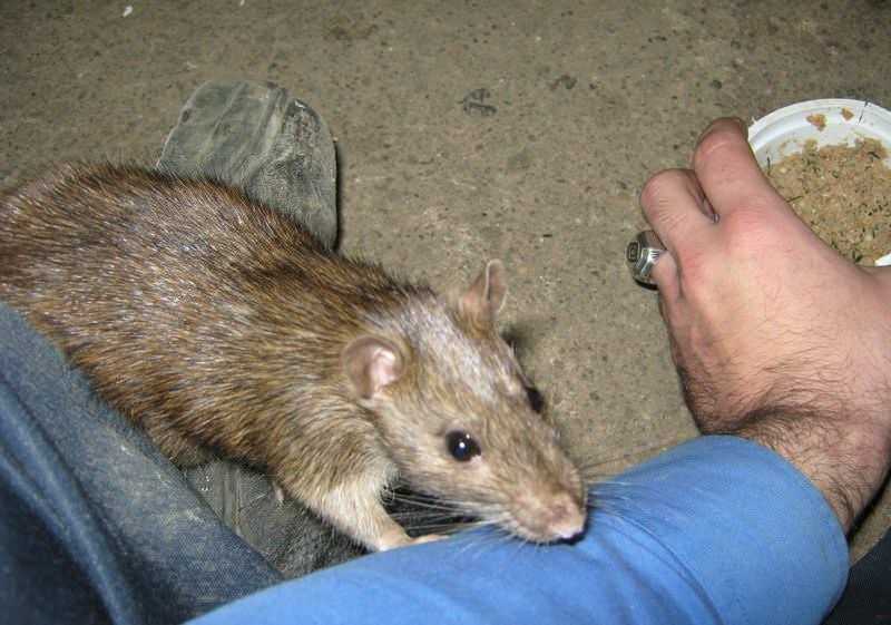 Укус крысы чем опасен для человека: если укусила крыса первая помощь | parnas42.ru