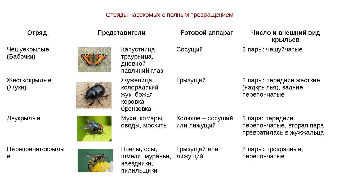 Продолжительность и цикл жизни комара