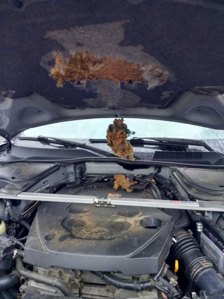 Откуда берутся крысы под капотом автомобиля, как от них избавиться?
