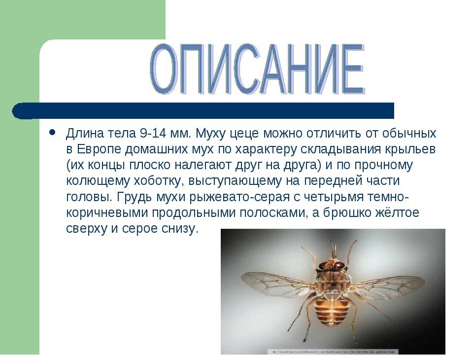 Характер мухи. Насекомые Муха ЦЕЦЕ. Тип развития мухи ЦЕЦЕ. Интересные факты о мухе ЦЕЦЕ. Интересные факты о мухах.