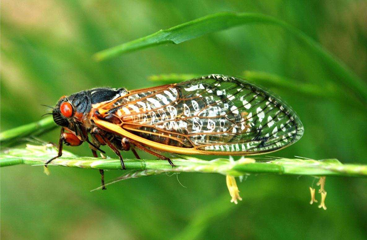 Насекомое цикада: где обитает, чем питаются цикады?