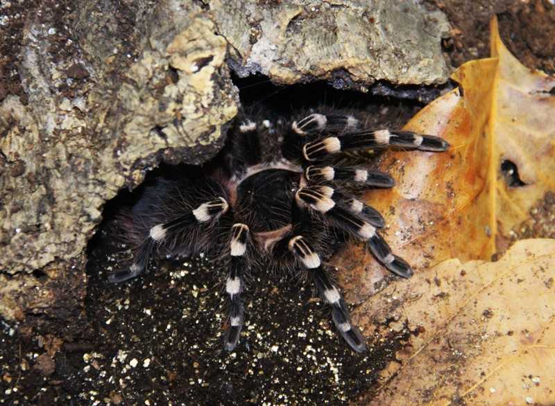 Южнорусский тарантул, или мизгирь | мир животных и растений