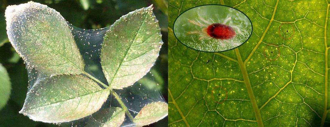 Паутинный клещ на томатах: признаки поражения и фото, как бороться против паразитов в теплице, чем обрабатывать и опрыскивать помидоры