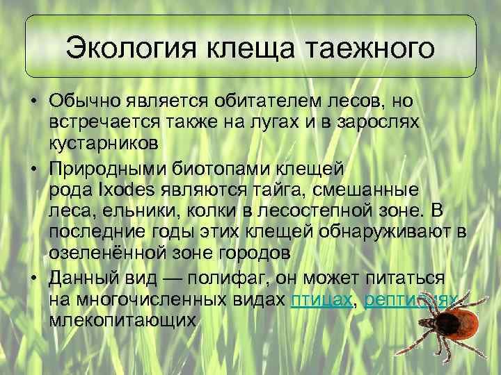 Клещ таежный: фото и описание, опасность
