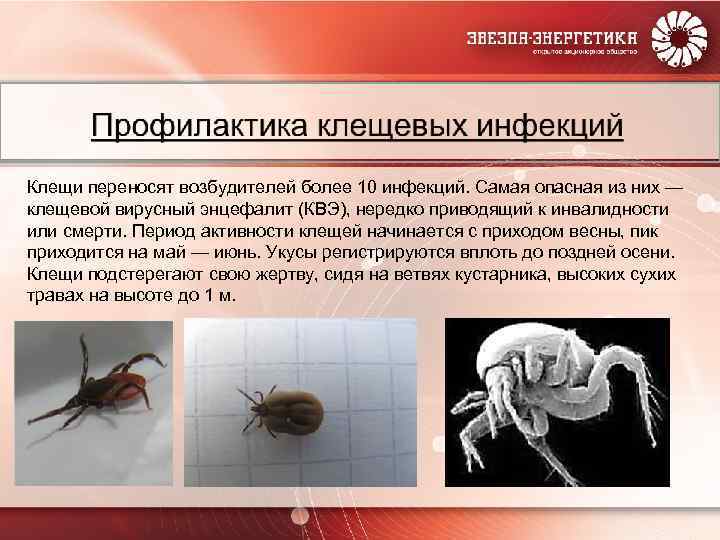 Укус клеща у собаки: симптомы, последствия, лечение